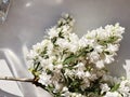 Beautiful white lilac flowers on windowsill in sunlight. Spring details. Blooming lilac branches in rustic room.Phone photo
