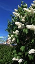 Beautiful white lilac in the garden against the blue sky