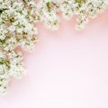 Beautiful white lilac on a pink background