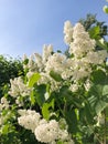 Beautiful white lilac tree in the Park view Royalty Free Stock Photo