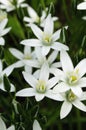 Beautiful White Lilies Royalty Free Stock Photo