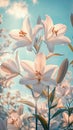 Beautiful white lilies basking under a bright sky, symbolizing purity and renewal Royalty Free Stock Photo