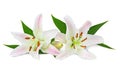 Beautiful white Lilies with bud isolated, including clipping path without shade. Royalty Free Stock Photo