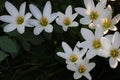 Beautiful white lilies in flower garden