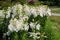 Beautiful white lilies flowers in garden Royalty Free Stock Photo