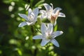 Beautiful white lilies in the garden. Close-up Royalty Free Stock Photo