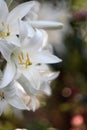 Beautiful white lilies in the garden. Selective focus