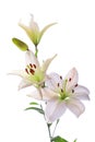 Beautiful white lilies, on white Royalty Free Stock Photo