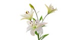 Beautiful white lilies, on white Royalty Free Stock Photo