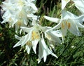 Lilium Candidum in tall grass