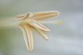 Beautiful white lilly flower Royalty Free Stock Photo