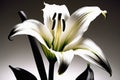 beautiful white lily flower with black backgroundbeautiful white lily flower with black