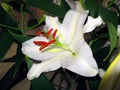 Beautiful white lily flower with burgundy stamens close-up. Royalty Free Stock Photo