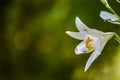 Beautiful white lily flower close up with copy space Royalty Free Stock Photo