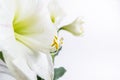 Beautiful white lily flower close up. Pistil and stamens covered with pollen. Macro. White background Royalty Free Stock Photo