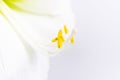 Beautiful white lily flower close up. Pistil and stamens covered with pollen. Macro. White background Royalty Free Stock Photo