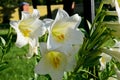 Beautiful white lily flower on green leaf background. Easter lilies with dew drops close up on a sunny morning Royalty Free Stock Photo