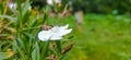 Beautiful white lily flower with green leaves close-up shot. Blooming lily flower. Summer blossom. Lovely white flower in a garden Royalty Free Stock Photo