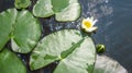 Beautiful flower of a white lily with a yellow core near the leaves of a water lily Royalty Free Stock Photo