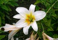 Beautiful white lily flowers bloom in the flower beds.