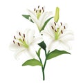 Beautiful white lily flowers. Realistic