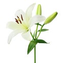 Beautiful white Lily Lilium, Liliaceae with buds isolated on white background, including clipping path.