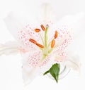 Beautiful white lily with purple dots on a white background close-up, a symbol of purity and tenderness Royalty Free Stock Photo