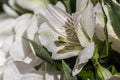 Beautiful white Lily with variegated petals and yellow core with drops of clear water close-up. Beautiful white flower Royalty Free Stock Photo