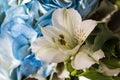 Beautiful white Lily with variegated petals and yellow core with drops of clear water close-up. Beautiful white flower on blue Royalty Free Stock Photo