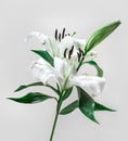Beautiful white lily on yellow color background Royalty Free Stock Photo