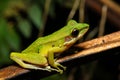 Beautiful White-lipped frog Chalcorana labialis isolated Royalty Free Stock Photo