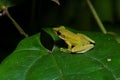 Beautiful White-lipped frog Chalcorana labialis isolated Royalty Free Stock Photo