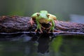 Beautiful white lipped tree frog in reflection Royalty Free Stock Photo