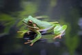 Beautiful white lipped tree frog in reflection Royalty Free Stock Photo
