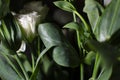 Beautiful white lisianthus flowers (Eustoma), close up view Royalty Free Stock Photo