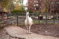 Beautiful white llama in a zoo city Kaliningrad Russia