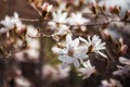 Beautiful white loebneri Magnolia flowers on a tree. In the spring garden, Magnolia blooms with the scent of tulips. Royalty Free Stock Photo