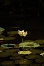 Beautiful White Lotus Royalty Free Stock Photo
