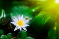 Beautiful white lotus blooming in pond with sunlight Royalty Free Stock Photo