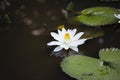 Beautiful white lotus with blue dragonfly, nature concept