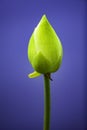 A beautiful white lotus bud in closeup style Royalty Free Stock Photo