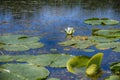 Beautiful white lotus flower blooming Royalty Free Stock Photo