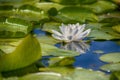 Beautiful white lotus flower blooming Royalty Free Stock Photo