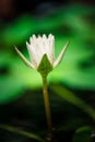 Beautiful white lotus flower blooming in pond. Royalty Free Stock Photo