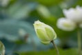 Beautiful White Lotus Flower Blossom At Pond