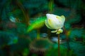 Beautiful white lotus flower is complimented by the rich colors of the green leaves blur surface Royalty Free Stock Photo