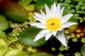 Beautiful white lotus flower with green leaf in pond is complimented by the rich colors of the water surface. Royalty Free Stock Photo