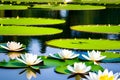 Beautiful white lotus flower in the lake and lotus flower plants, pure white lotus flower. Generative AI Royalty Free Stock Photo