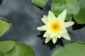 Beautiful lotus flower and leaves in pond, top view Royalty Free Stock Photo