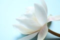 Beautiful white lotus flower on light blue background, closeup view